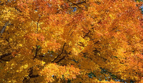 Autumn leaves. Central Park, New York, New York State, USA.