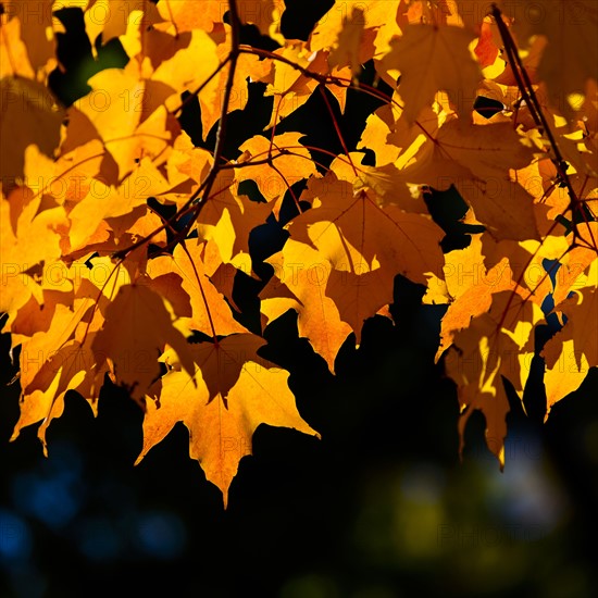 Autumn leaves. Central Park, New York, New York State, USA.