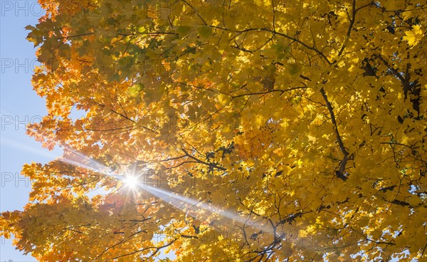 Low-angle view of tree with autumn leaves. Central Park, New York, New York State, USA.