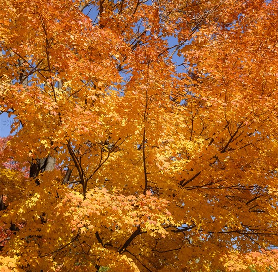 Tree with autumn leaves. Central Park, New York, New York State, USA.