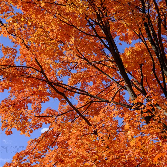 Tree with autumn leaves. Central Park, New York, New York State, USA.