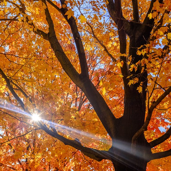 Tree with autumn leaves. Central Park, New York, New York State, USA.