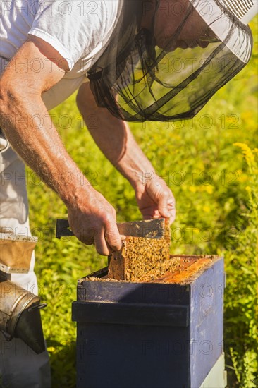 Beekeeper in protective suit with beeswax honeycomb frame