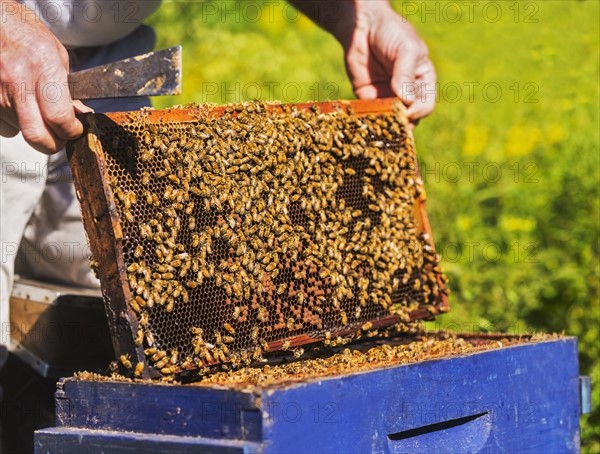 Beekeeper with beeswax honeycomb frame