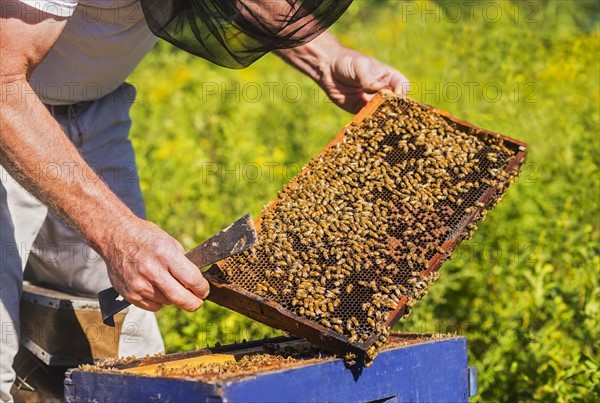 Beekeeper in protective suit with beeswax honeycomb frame