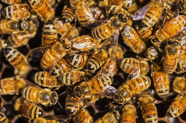 Close-up of bees on honeycomb