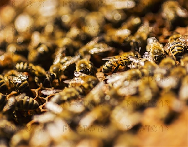 Close-up of bees on honeycomb