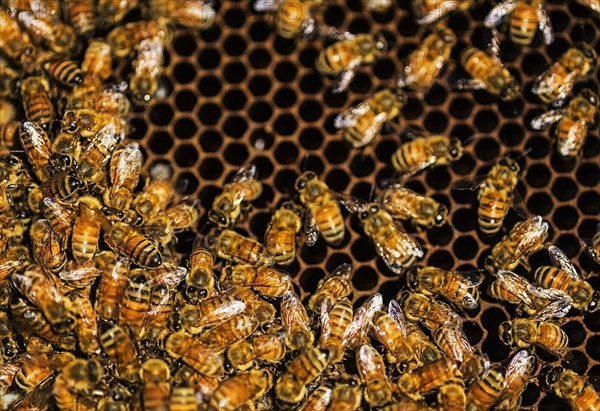 Close-up of bees on honeycomb