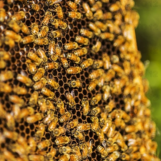 Bees on honeycomb