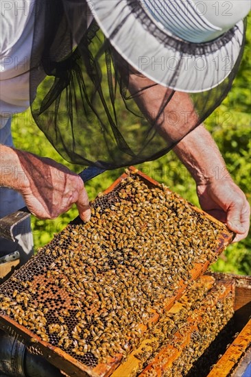 Beekeeper in protective suit with beeswax honeycomb frame