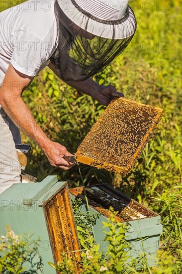 Beekeeper in protective suit with beeswax honeycomb frame