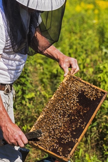 Beekeeper in protective suit with beeswax honeycomb frame