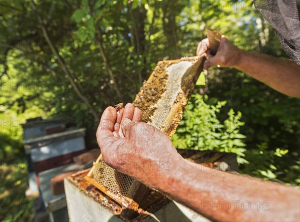 Hope, Beekeeper holding honeycomb