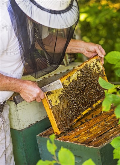 Beekeeper holding honeycomb