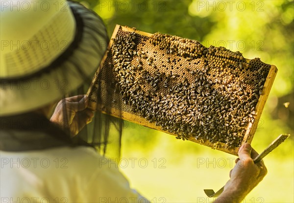 Beekeeper holding honeycomb