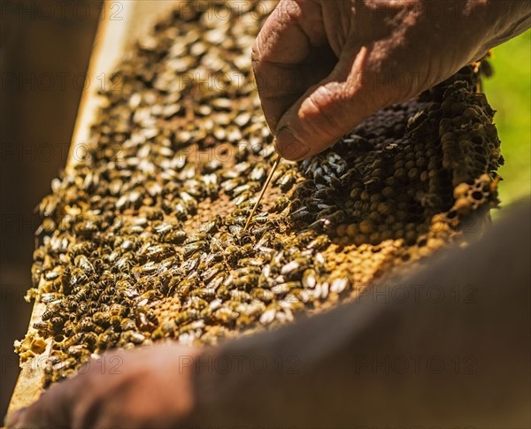 Beekeeper inspecting bee hive