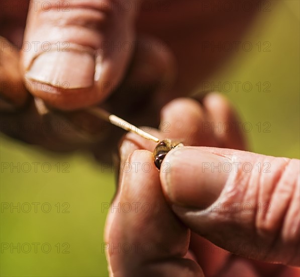 Beekeeper holding honey bee