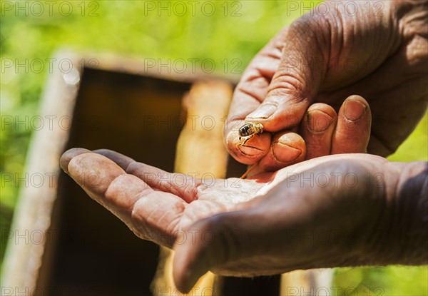 Beekeeper holding honey bee