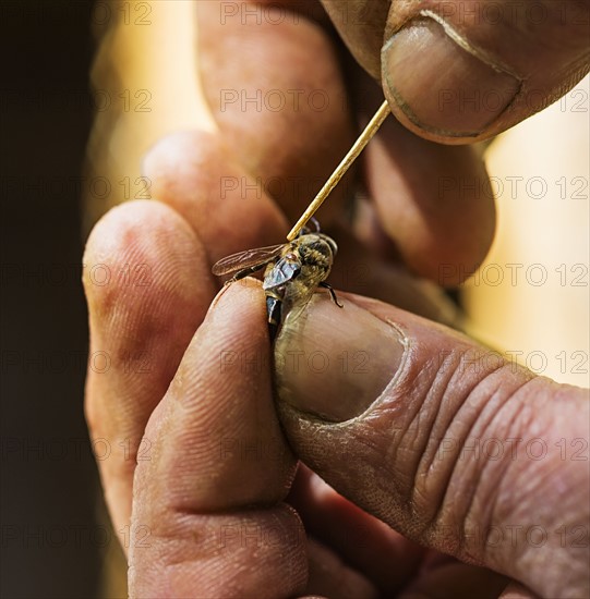 Beekeeper taking off mite (Varroa mites) from honey bee