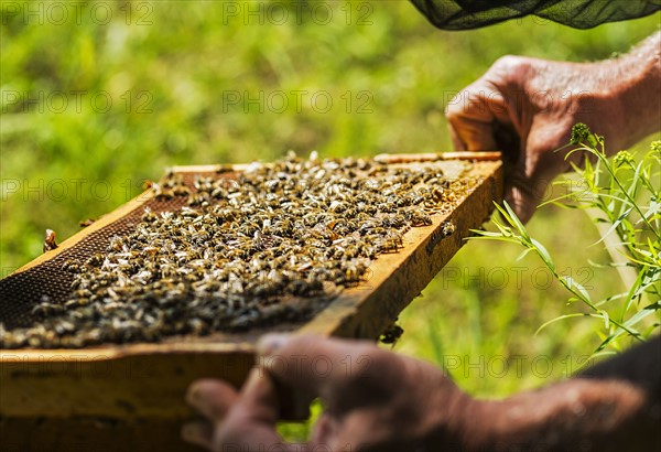 Beekeeper holding honeycomb