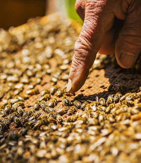 Beekeeper pointing on queen bee