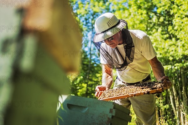 Hope, Beekeeper holding honeycomb