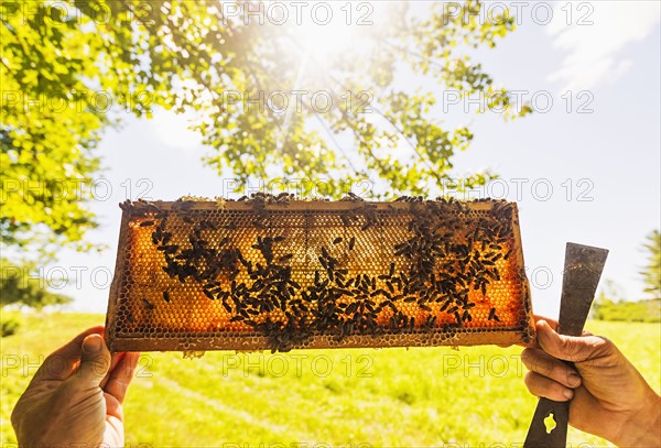 Beekeeper holding honeycomb