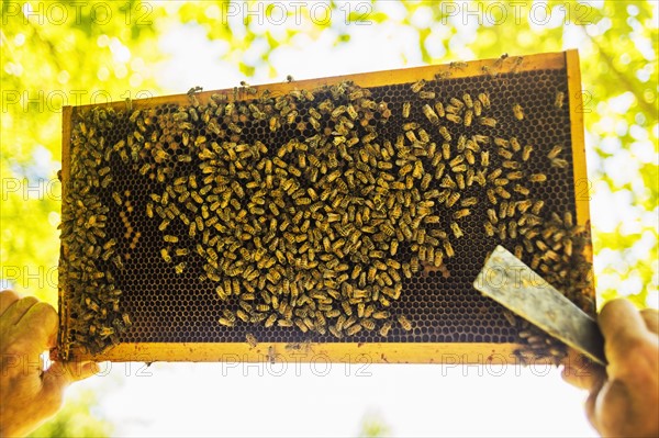 Beekeeper holding honeycomb