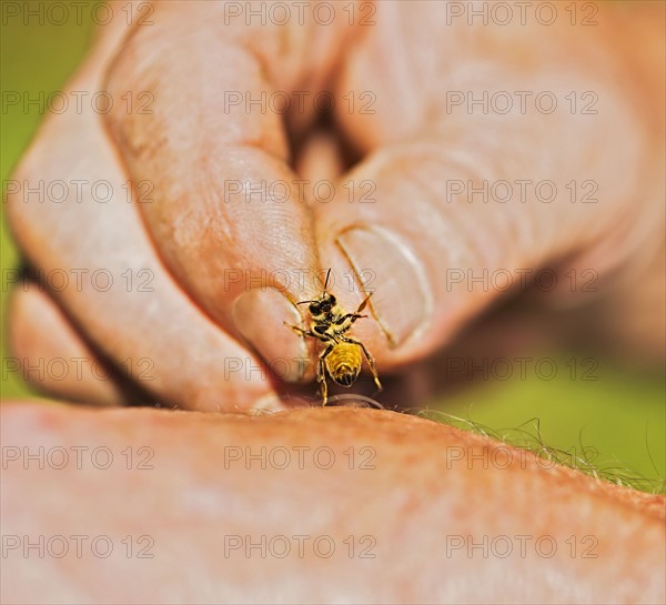 Beekeeper holding honey bee