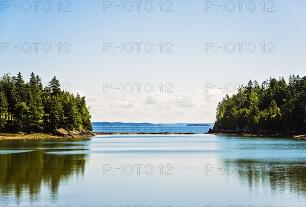 Trees reflecting on sea surface