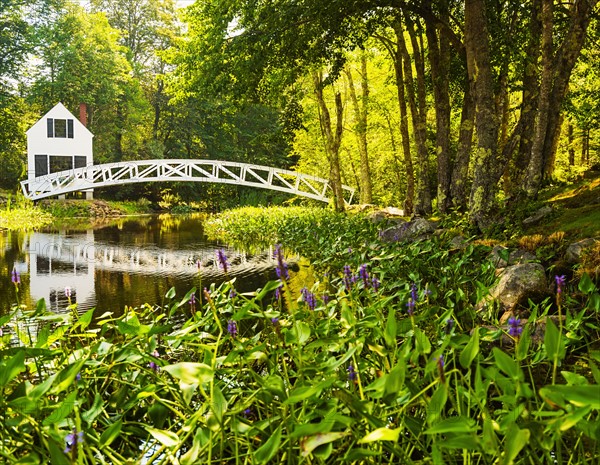 House and footbridge in green forest