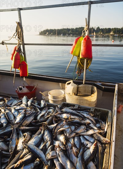 Fresh fish in crates