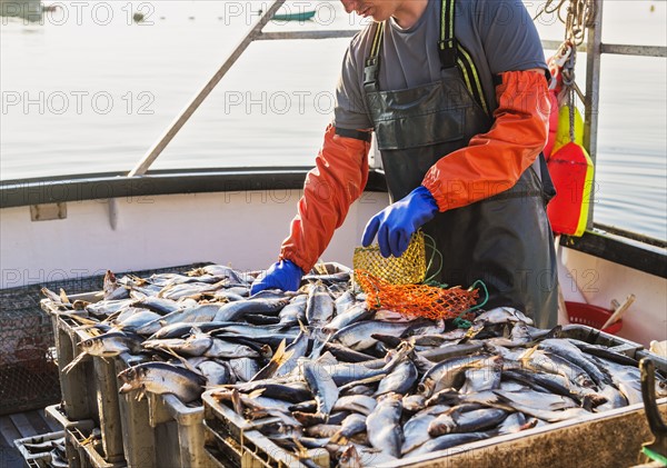 Fisherman packing fish