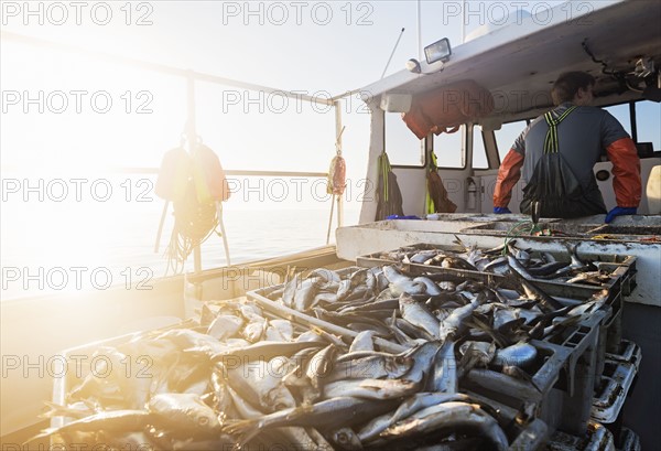 Crates of fish on boat with fisherman standing in background