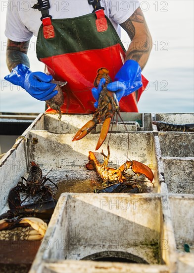 Fisherman measuring lobster