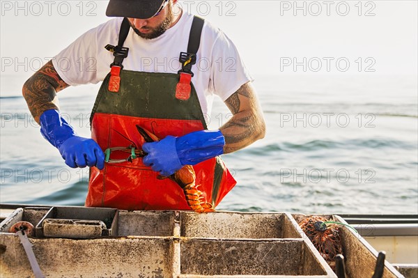 Fisherman putting rubber band on lobster