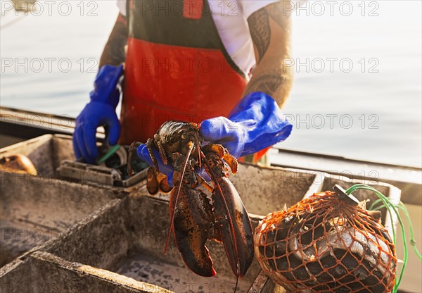 Fisherman holding lobster