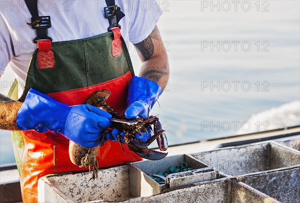 Fisherman measuring lobster