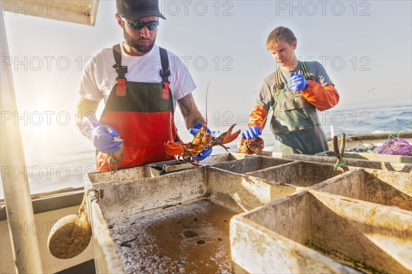 Fishermen measuring lobster