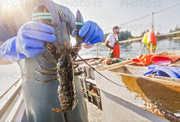 Man showing lobster with fisherman in background