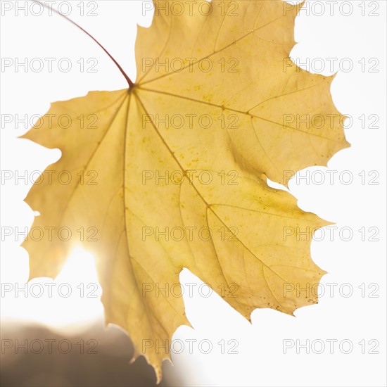 Close up of yellow leaf