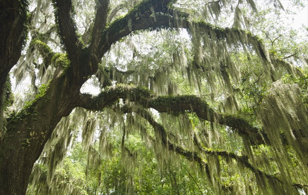 Low angle view of tree overgrown with moss