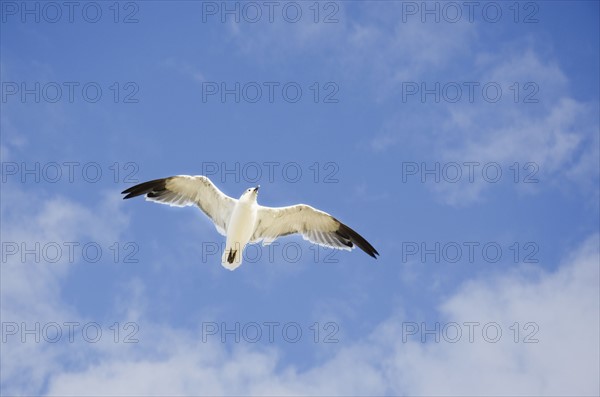 Seagull flying against cloudy sky