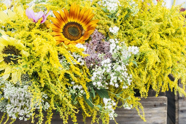 Yellow flowers in bloom