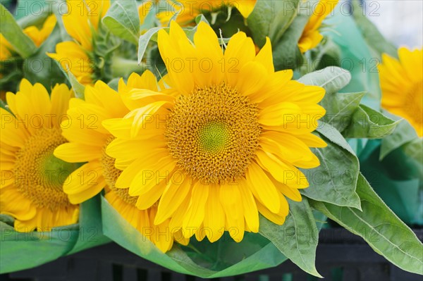 Close up of sunflower head