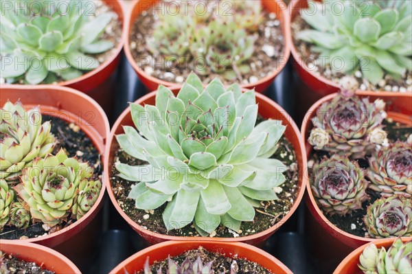 Close up of succulent plants in pots