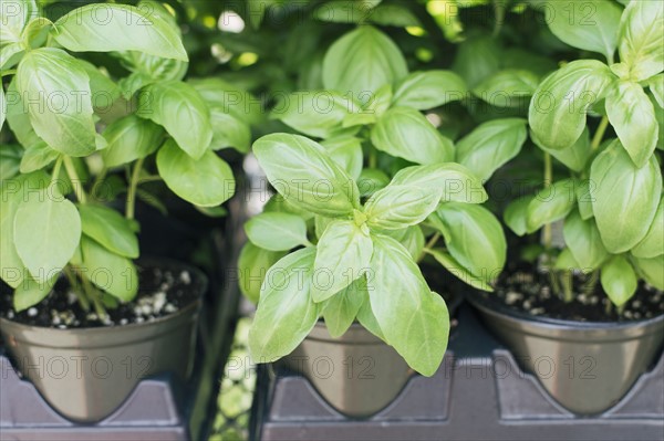 Close up of herbs growing in pots