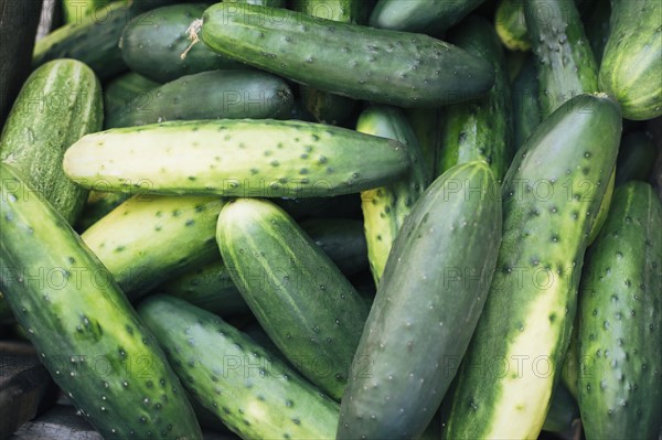 Heap of cucumbers