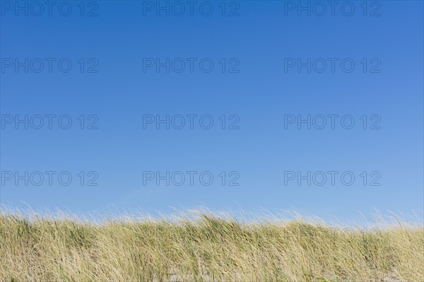 Clear blue sky above field of grass