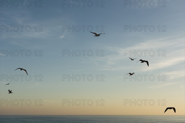 Birds flying against blue sky at sunset